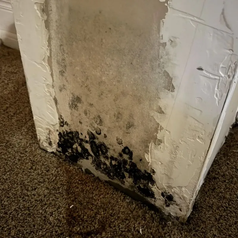 Professional Mold Removal in Freeland, MI